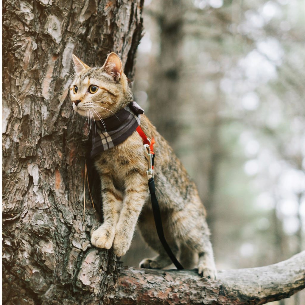 3 Essentials Steps To Make Your Cat An Adventure Cat