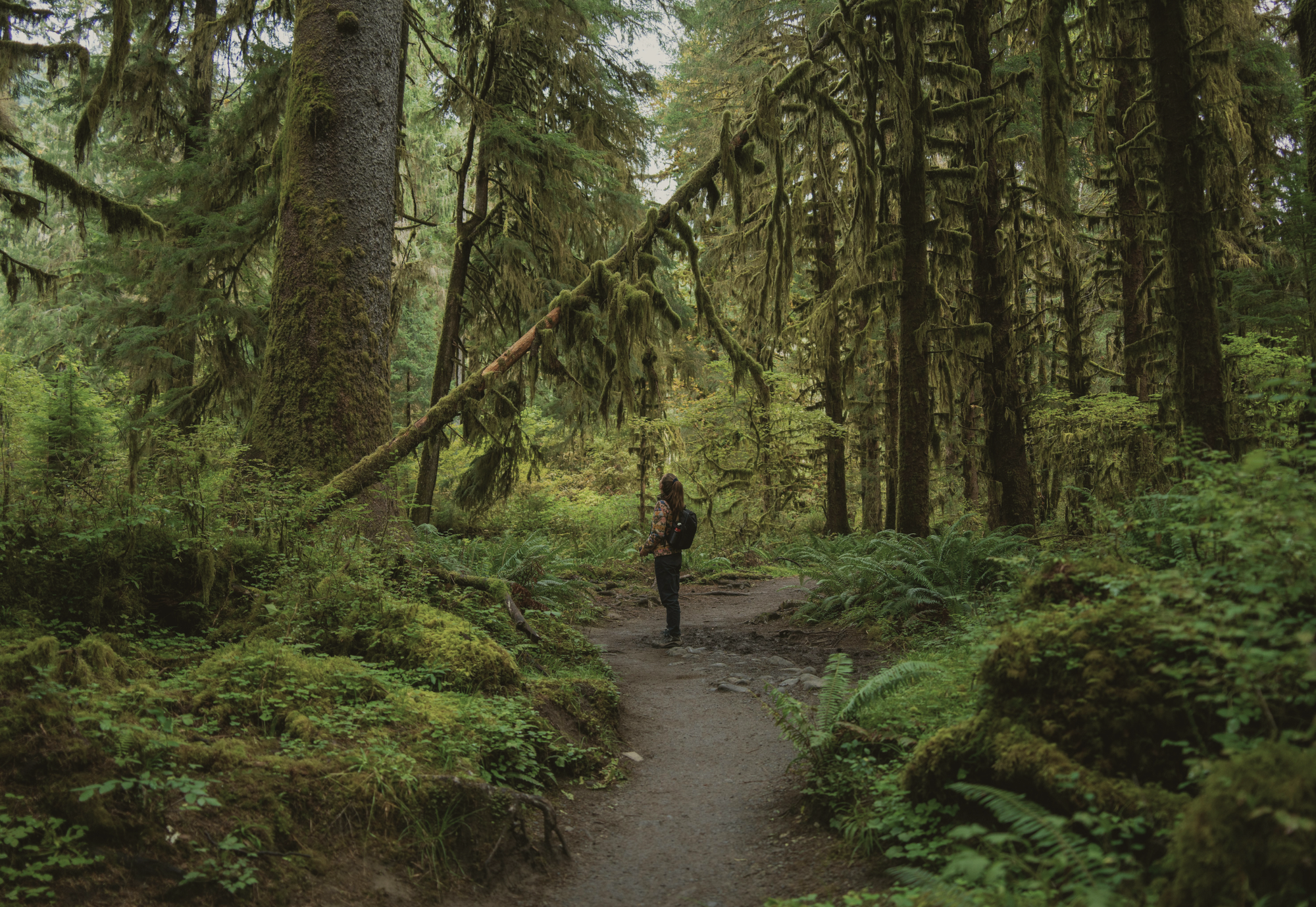 Hiker with a backpack standing on a trail in a lush, mossy green forest.