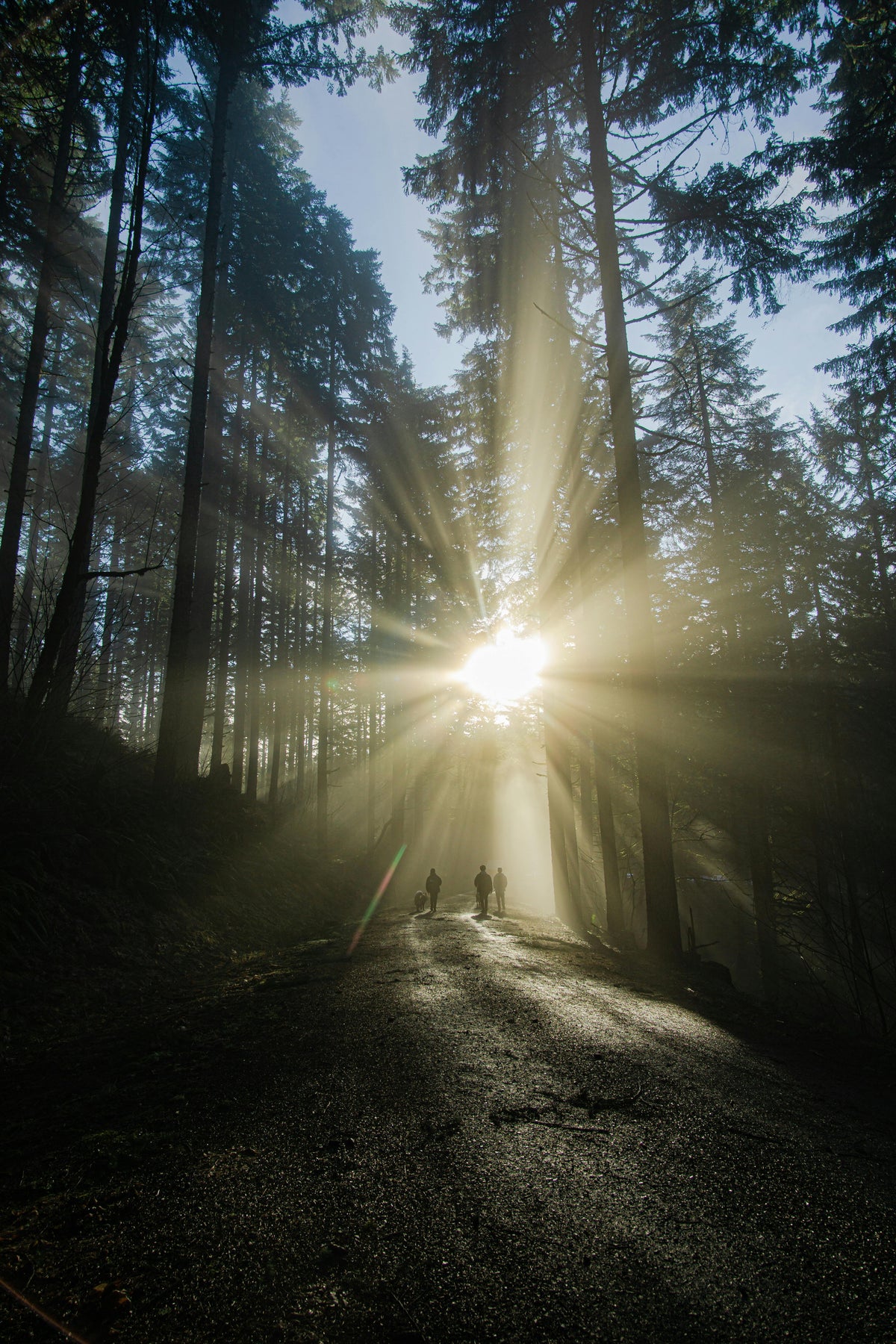 Hikers and a dog walking along a forest path as sunlight streams through tall pine trees.