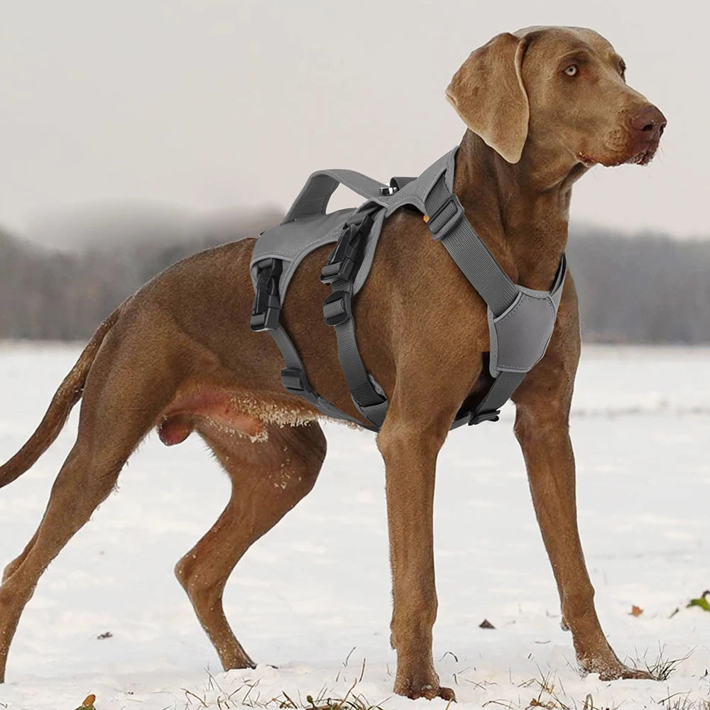 Big Brown dog with gray harness