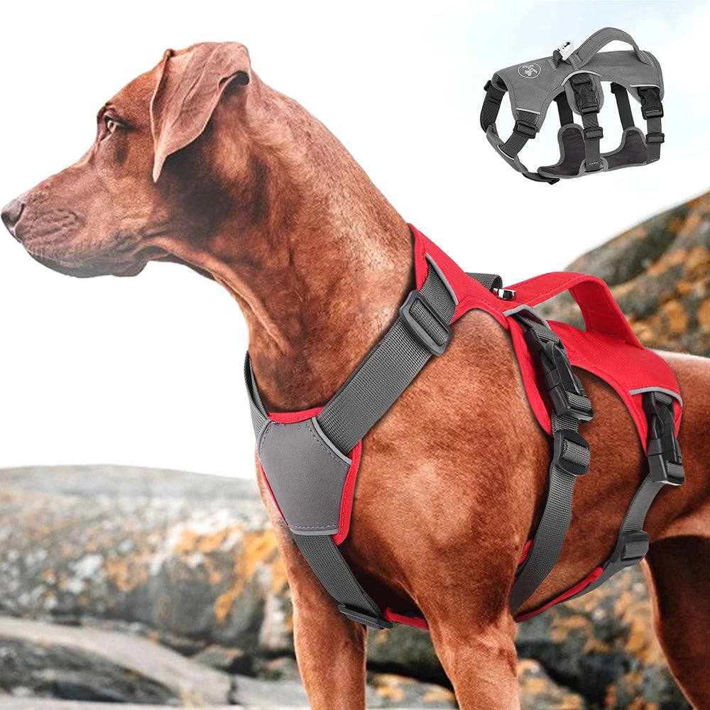 Large brown dog with red harness turning to the right
